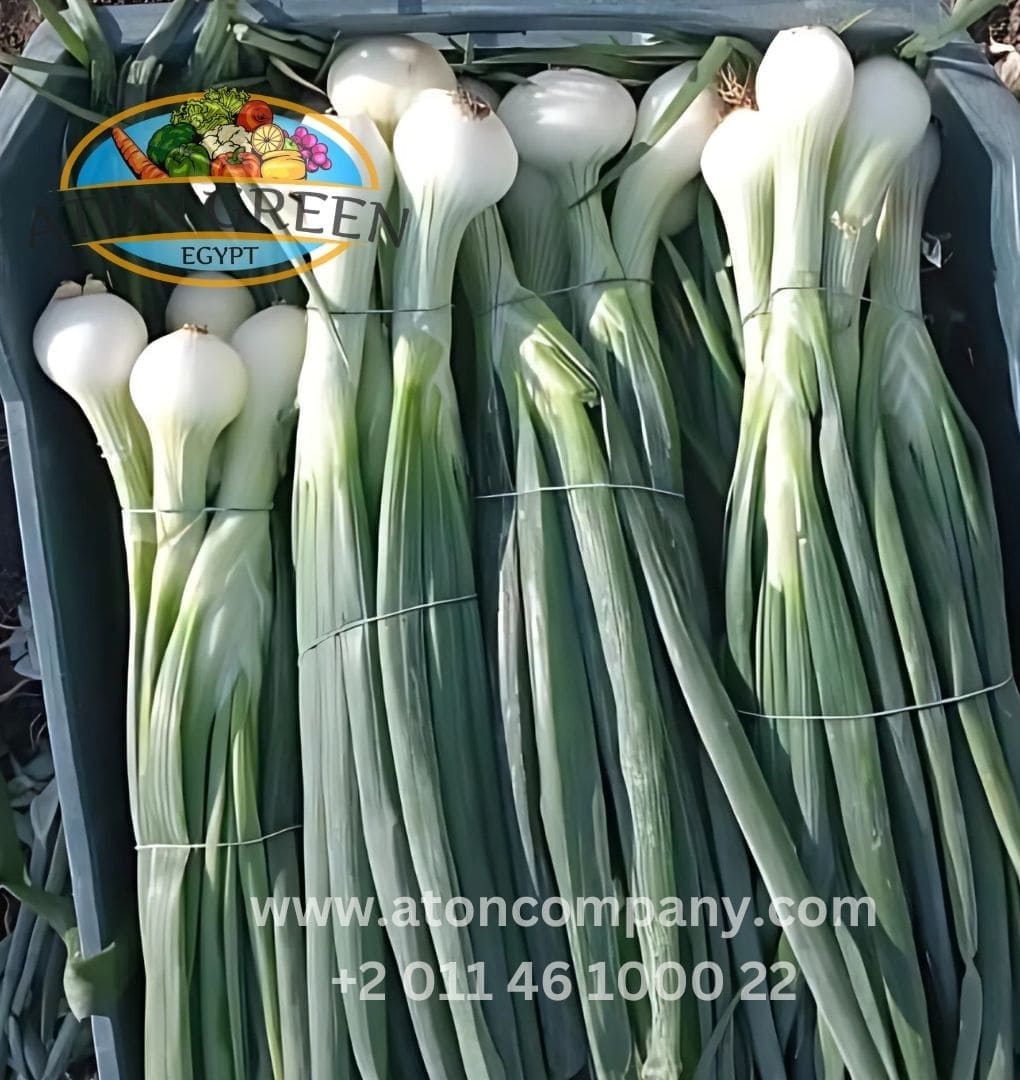 Spring onion